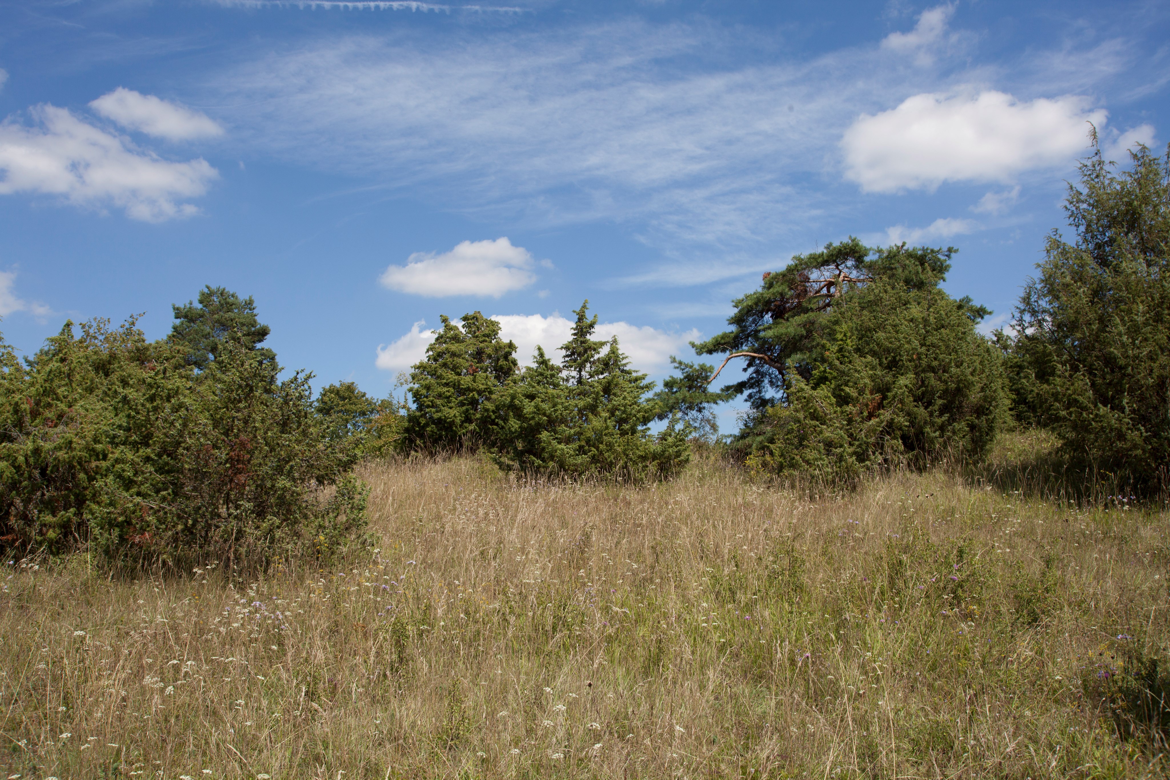 Wiesenwanderweg_MG_2742┬®ChristineSchikora.JPG