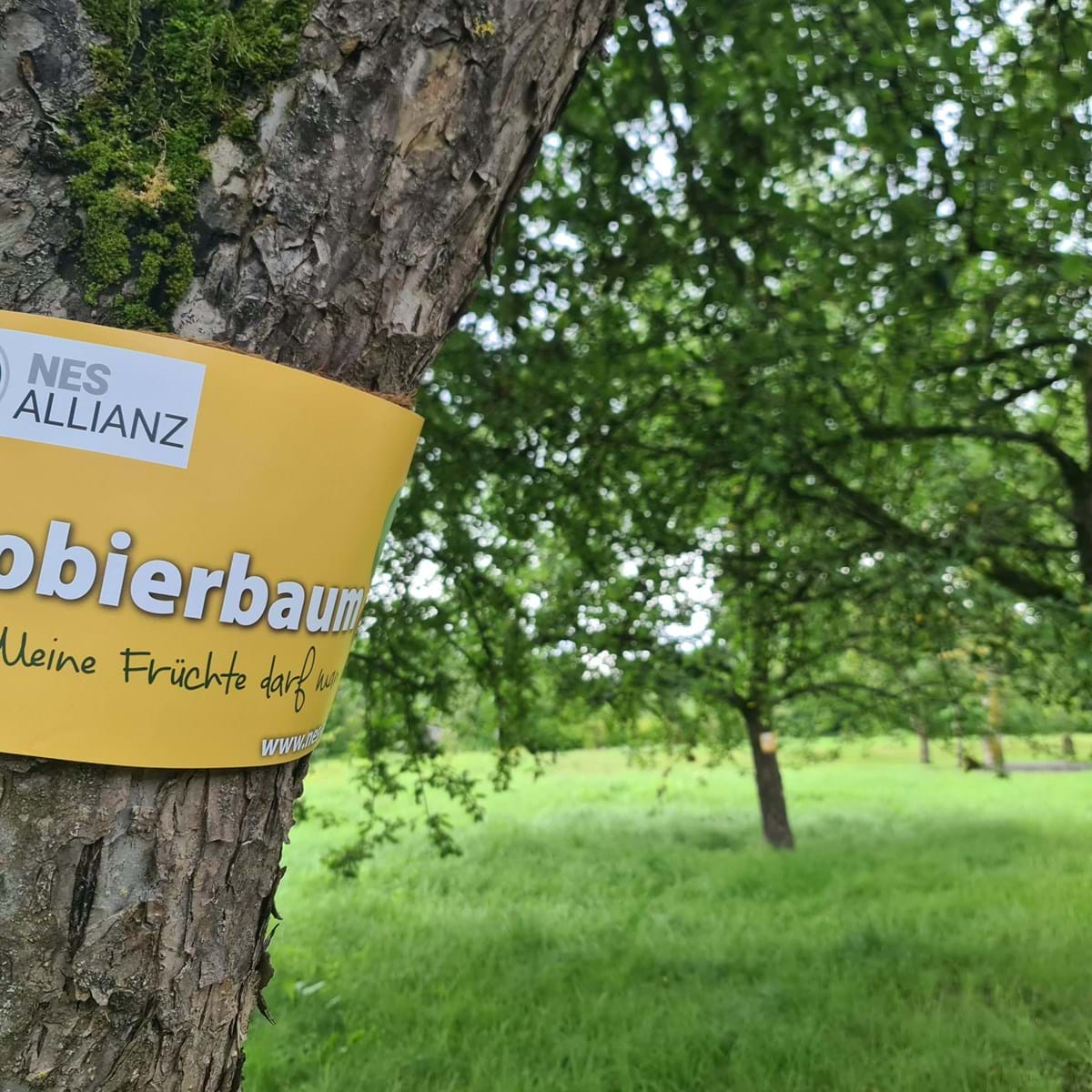 Sommer - Obstbaumschnittkurs im Rahmen des Grüngitter-Projekts 